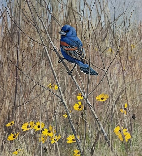 Lars jonsson blue grosbeak - lars,