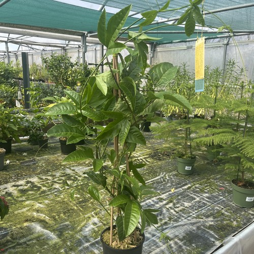 Passiflora edulis fruiting - edulis,