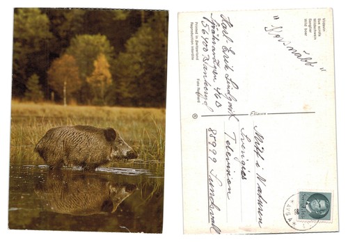 Postcard wild boar standing - postcard,