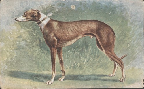 Antique greyhound dog - greyhound,