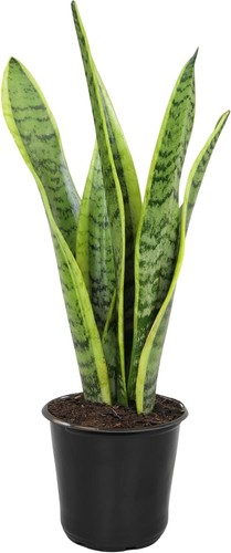 Live snake plant - plant, (laurentii)