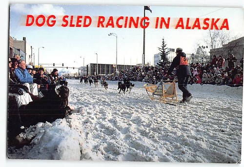 Postcard dog sled - postcard, in