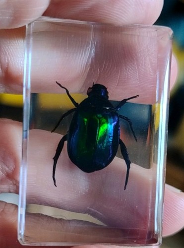 Real flower chafer - real,