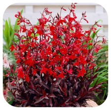 Lobelia Cardinal Flower 'Queen Victoria' x 5 Large Plug Plants 
