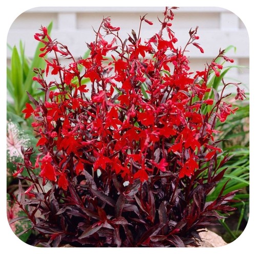 Lobelia cardinal flower - cardinal,