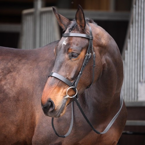 Shires velociti gara - gara, plain