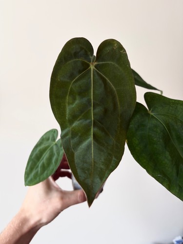 Anthurium subsignatum - anthurium,