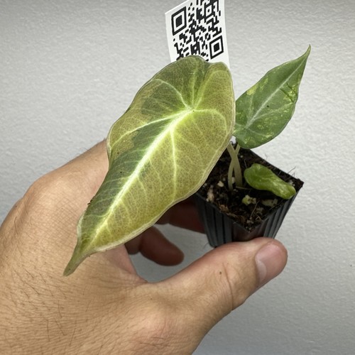 Alocasia black velvet - , gold