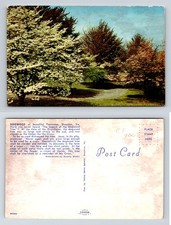 Dogwood Tree Thornrose Staunton VA Postcard Beverly 1950s Dexter Chrome