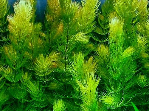 Hornwort ceratophyllum - 8, ,