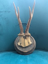 Pre ww2 vintage taxidermy - ww2,