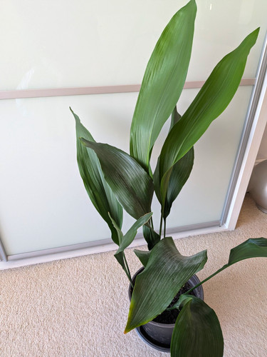 Aspidistra leaves 80cm - aspidistra, 10