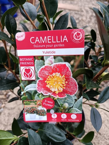 Yuletide red camellia - yuletide,