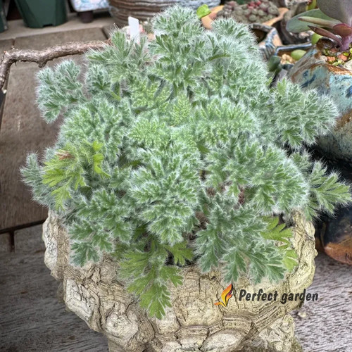 Seeds pelargonium graveolens - seeds,