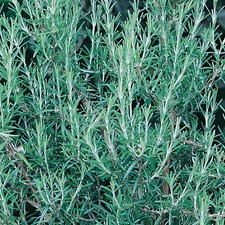 Rosemary 'Blue Winter' Medium Plug Plants x 4. Culinary herb. Blue flowers.