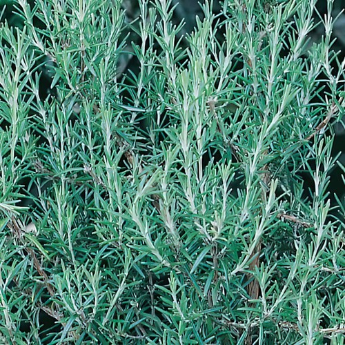 Rosemary blue winter - winter, hardy