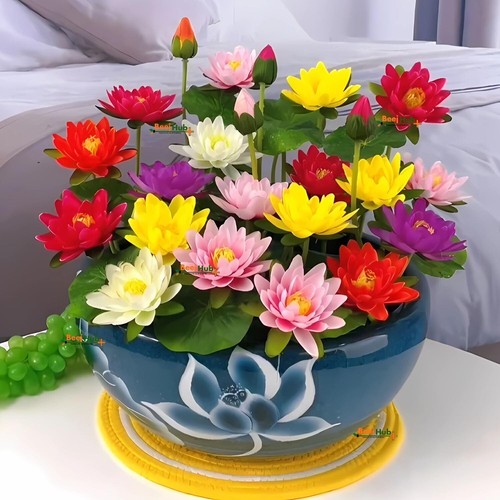 Lotus flower seeds - flower, |