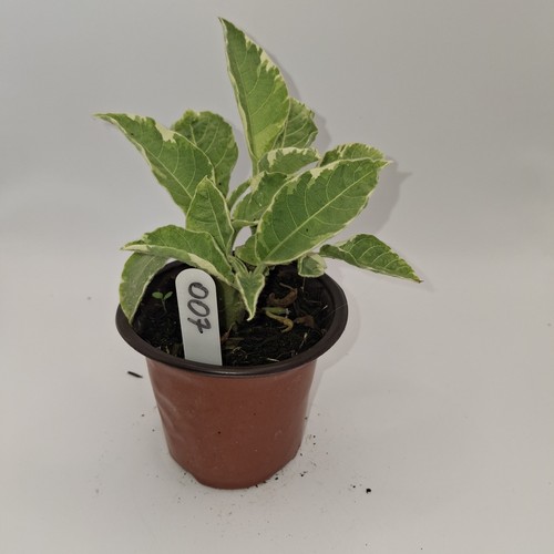 Brugmansia snowbank young - brugmansia,