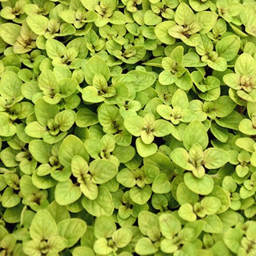 Oregano large plug - x, plants
