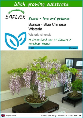 Saflax bonsai blue - ,