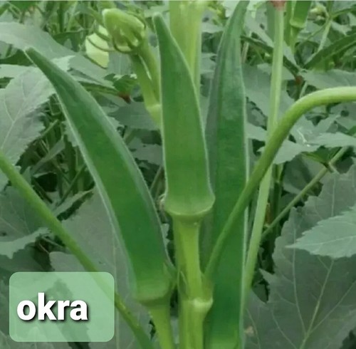 Lady finger okra - finger,