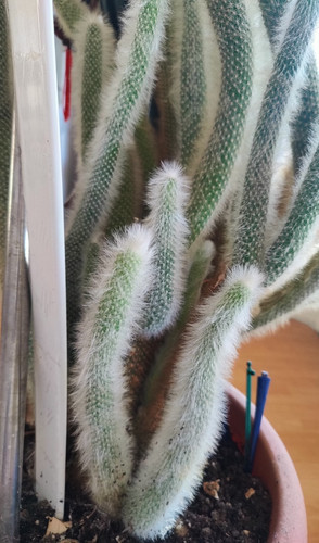 Large monkey tail cactus - tail, plant