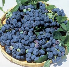 3 x Blueberry bush 'Bluejay' – Heavy Cropping & Easy to Grow (9cm Pot)