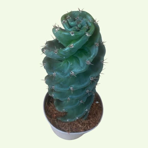 Cereus forbesii spiralis - forbesii,