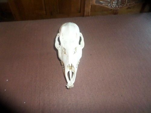 Row deer skull - row,