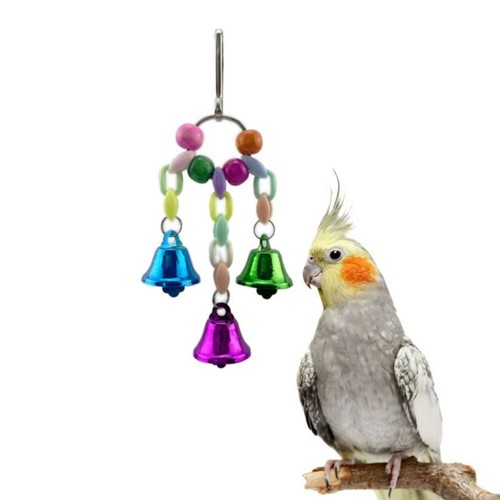 Pet bird parakeet budgie - pet,