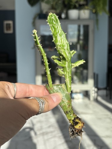 Opuntia monacantha variagated - monacantha,