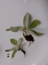 Lychnis Coronaria Rose Campion
