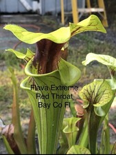 Sarracenia Flava Extreme Red