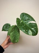 VERY RARE Variegated Monstera