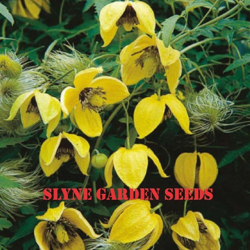 Clematis seeds yellow - seeds,