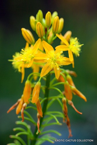 Bulbine natalensis rooiwortel - natalensis,