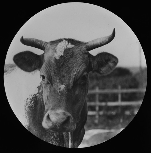 Cow bull looking towards - or,