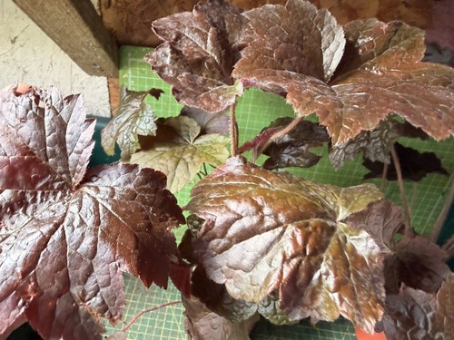 Heuchera palace purple - -,