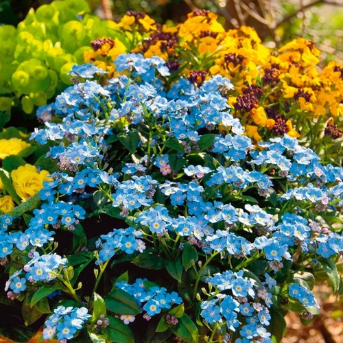 Myosotis plug plants forget - , me