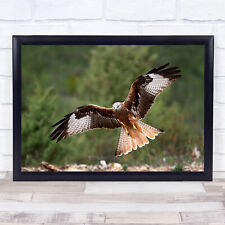 The Wings Of Red Kite Bird Nature Wildlife Flight Spain Take-Off Wild Art Print
