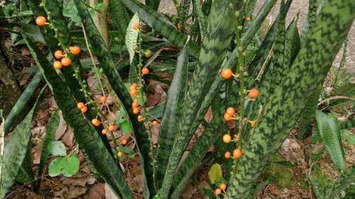 Sansevieria trifasciata - sansevieria,