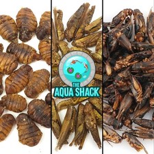 Arowana food dried - dried, natural