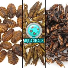 Tropical Parrot Foods Insects