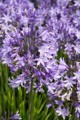 New agapanthus pretty sandy - agapanthus,