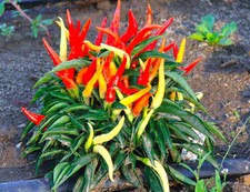 CHILLI PEPPER SEEDS - CAYENNE RED - 130 SEEDS - Capsicum Annuum Hot Pepper