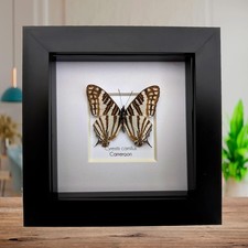 Cyrestis camillus, african map