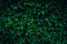 4ft carpinus betulus - carpinus,