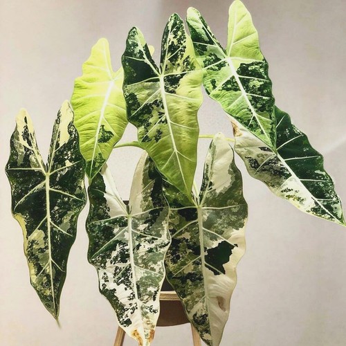 Alocasia frydek variegata - variegata,