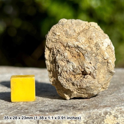 Crinoid head platycrinites - head, (platycrinites