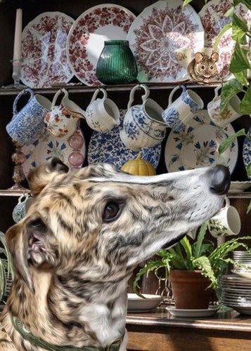 Greyhound lurcher - greyhound, ,